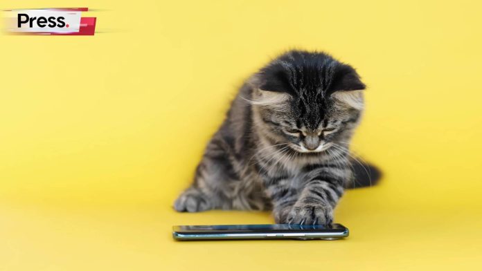 cute cat looking at memes on a mobile phone