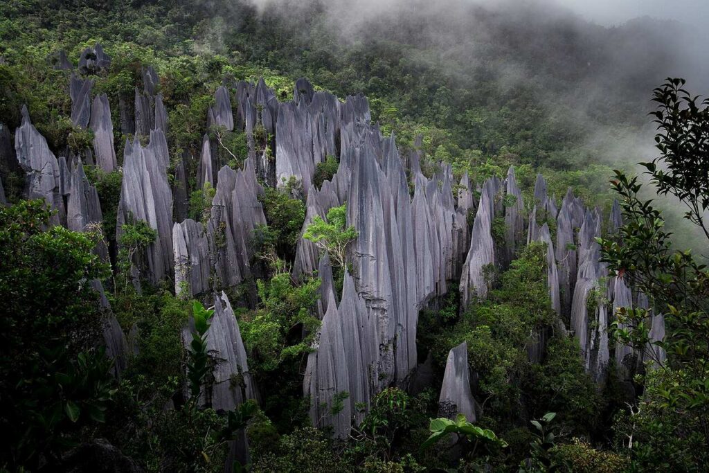 Mulu Pinnacles in the Mount Mulu national park